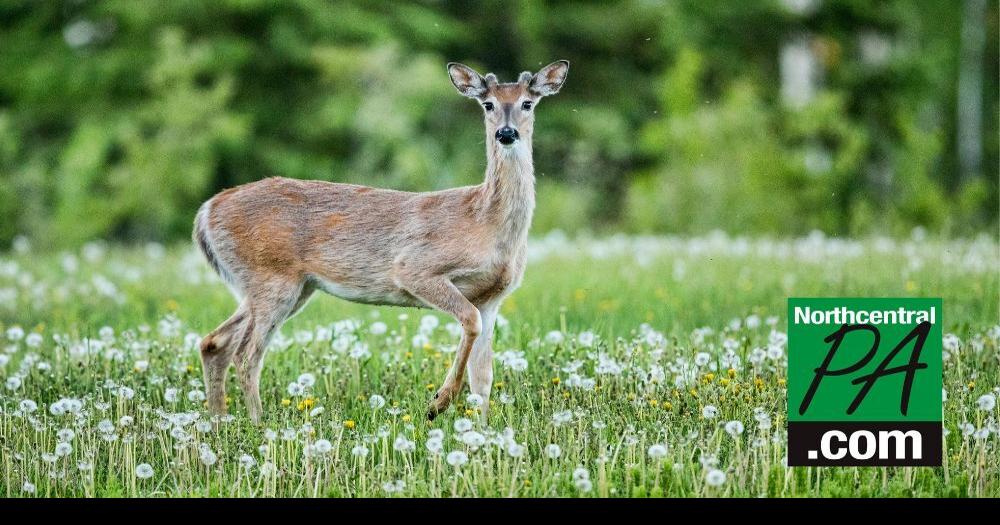 Deer licenses to go on sale soon; doe tags available Life
