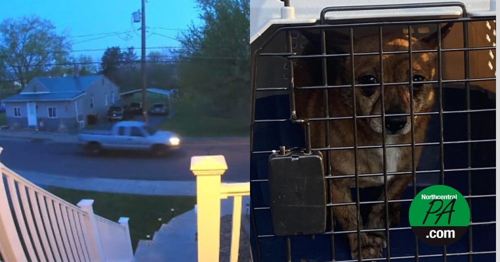 Police looking for suspect who threw dog from moving vehicle | News ...