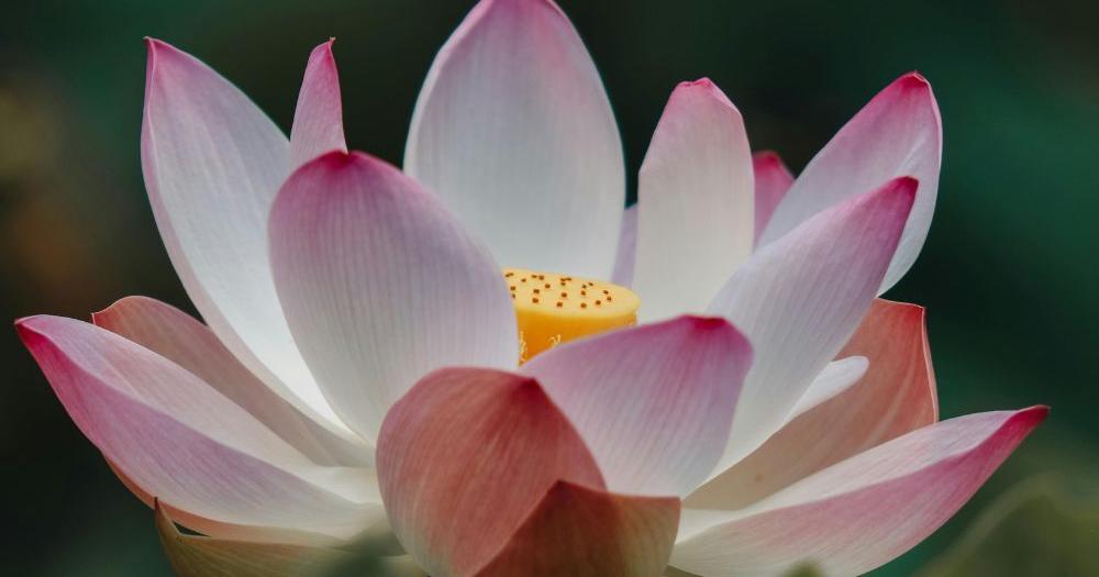 Mary L. Moriarty - Vimarsana News