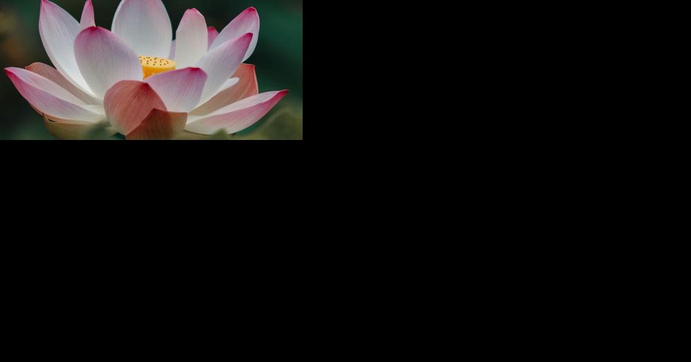 Florence B. Weaver - Vimarsana News