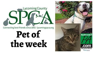 pets of the week thanksgiving 2021