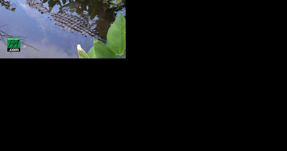 Following multiple alligator captures in Pa., state rep wants to increase fines - Vimarsana News