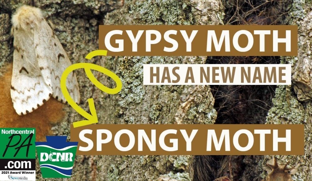 Annual spongy moth trapping to begin later this month
