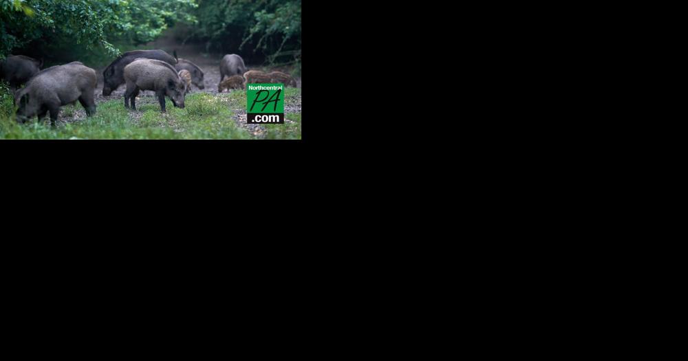 A population of hard-to-eradicate 'super pigs' in Canada is threatening to invade the US | AP News - Vimarsana News
