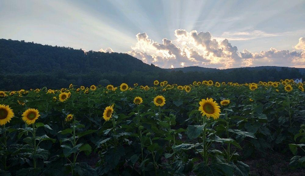 Private Sunflower Field Becomes Summer Selfie Paradise Local Business News Northcentralpa Com