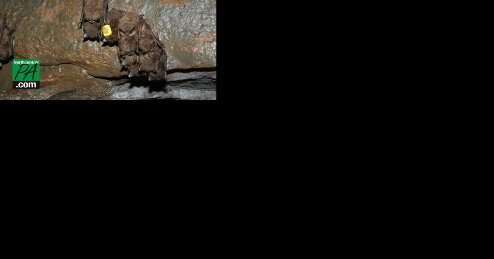 Pa's Little Brown Bat, decimated by a pathogen, is now endangered | State - Vimarsana News