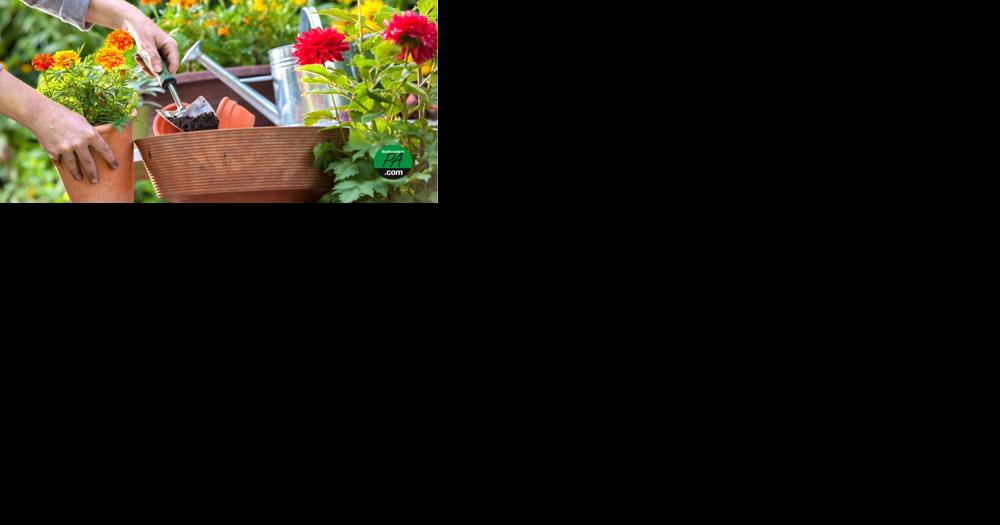 Pennsylvania Master Gardeners host spring plant sales, add new sales locally - Vimarsana News