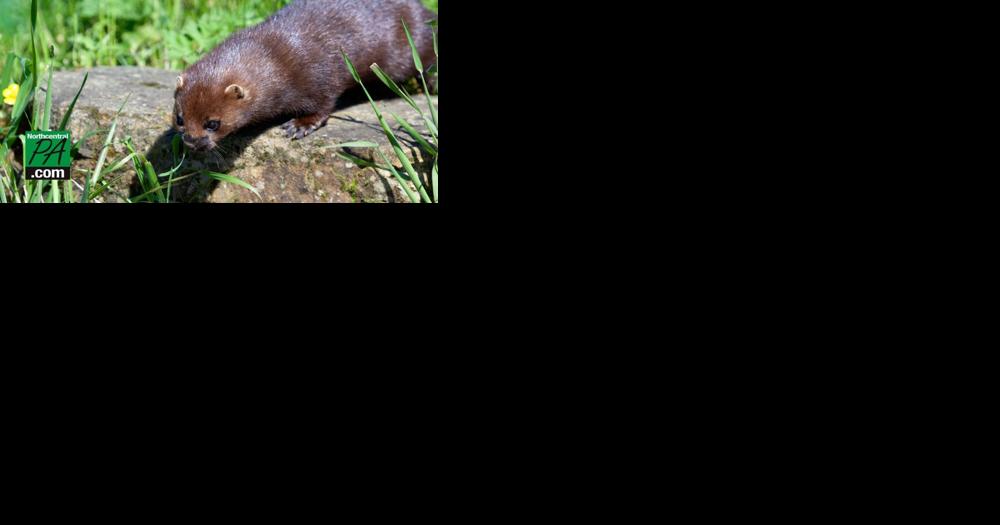 $16,000 reward offered for information about mink farm release - Vimarsana News