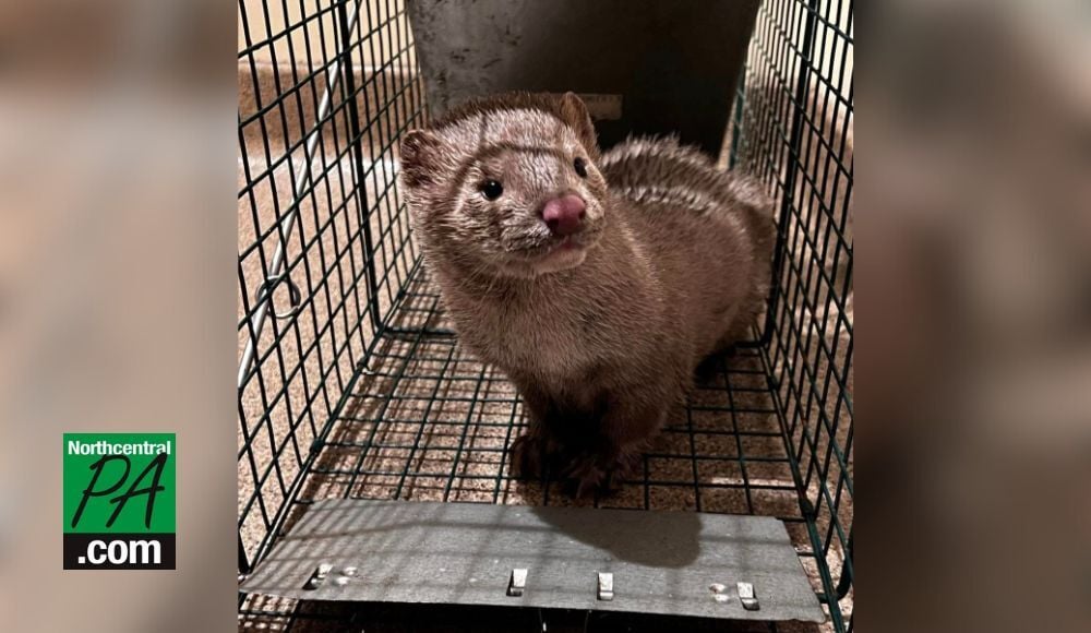 Updated: As many as 8,000 minks could have been released from local fur farm