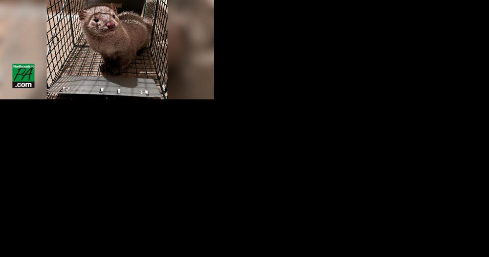 Updated: As many as 8,000 minks could have been released from local fur farm - Vimarsana News