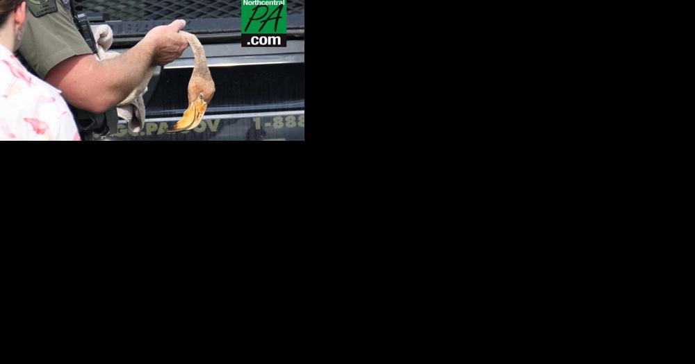 Flamingo lost in Pa. injured by snapping turtle - Vimarsana News