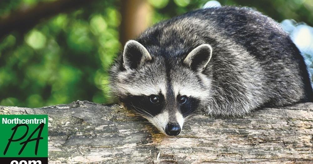 DOA releases map of rabies cases in PA for July | Life | northcentralpa.com