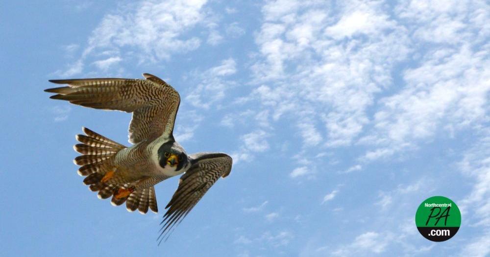 DEP and PGC host falcon banding livestream event - Vimarsana News