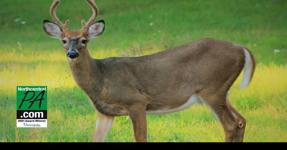 State releases deer harvest tallies | Life | northcentralpa.com