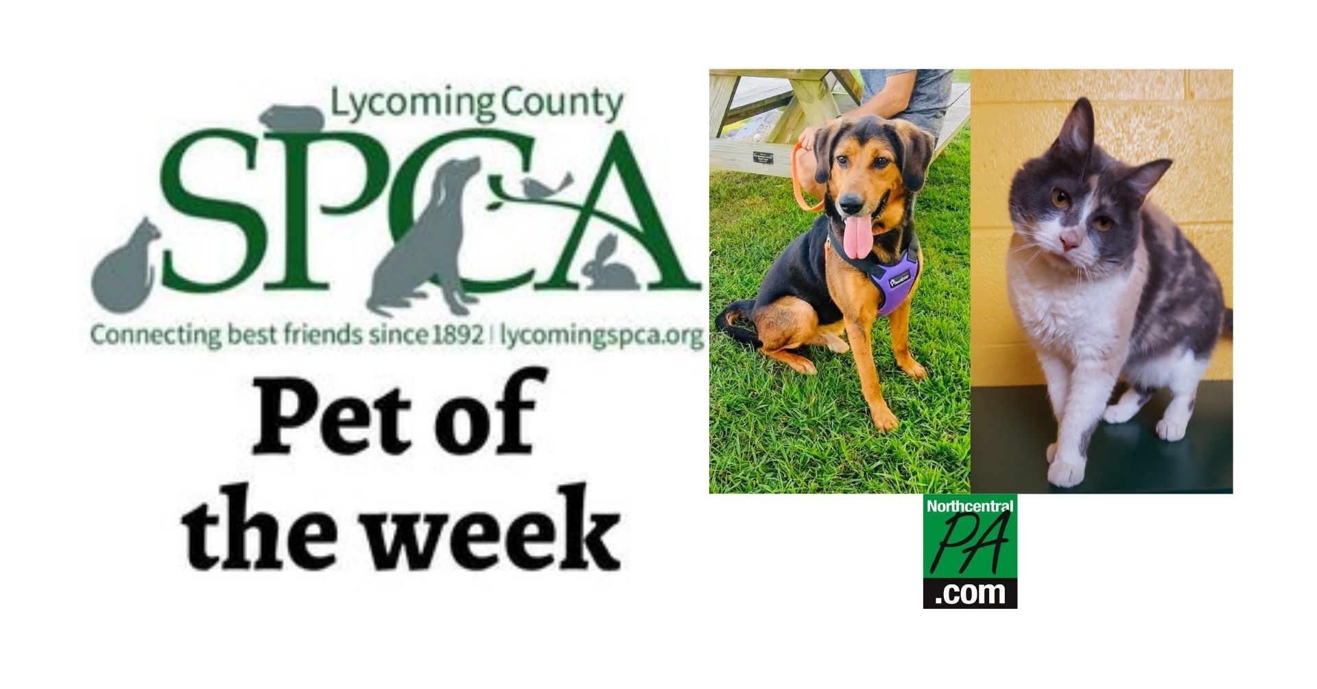 spca pet of the week