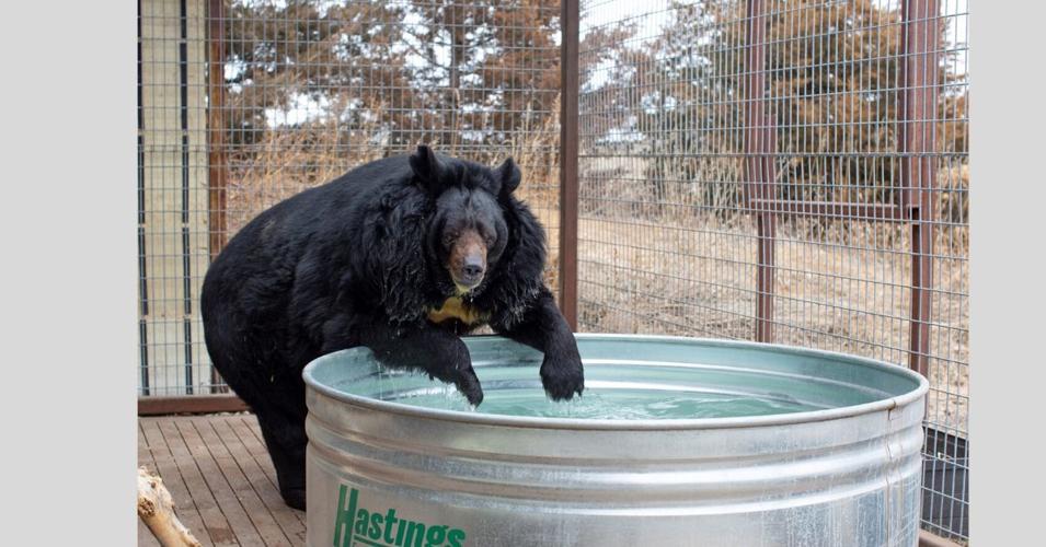 Remember Dillan the bear? He's happy and in love in Colorado | Outdoors |  northcentralpa.com