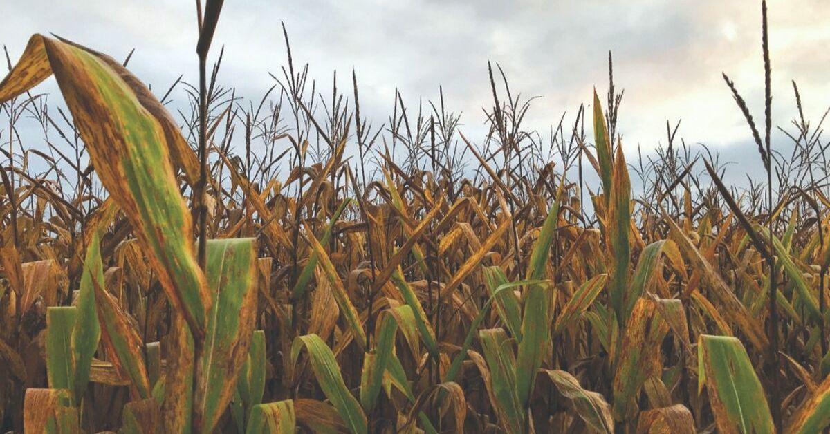 Check out northcentral Pa's best corn mazes! On The Pulse