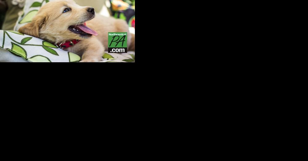 New warnings for popular dog medications - Vimarsana News