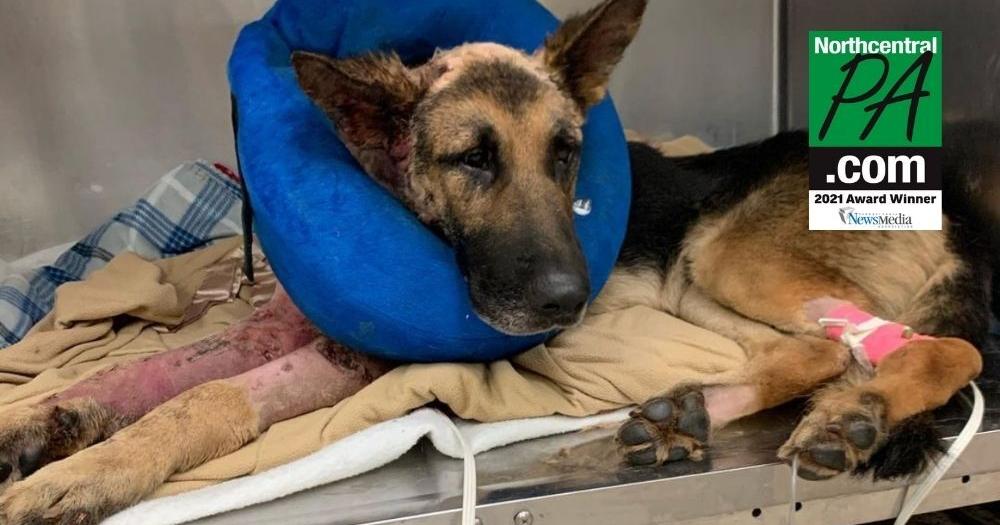 Animal cruelty case involving rescue of 34 dogs ends in guilty plea ...