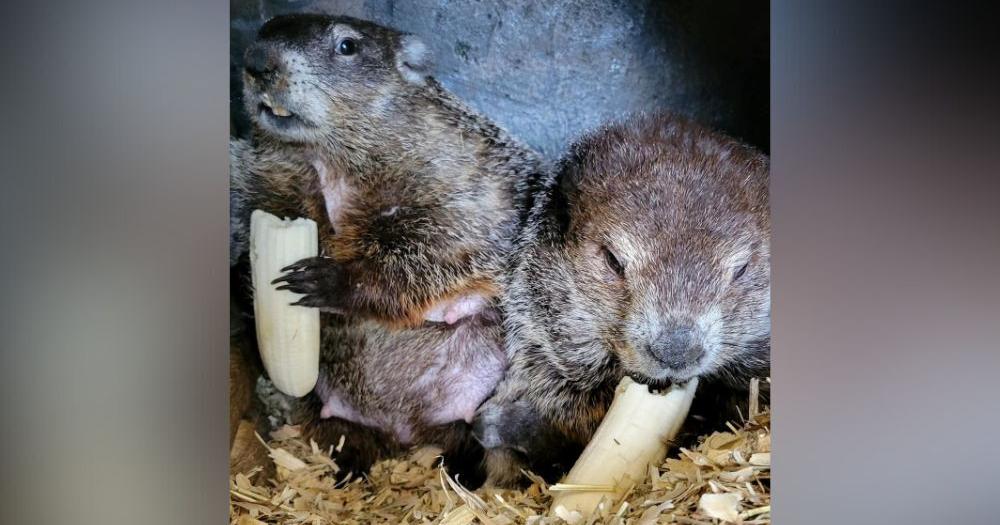 Punxsutawney Phil and Phyllis' babies named on Mother's Day - Vimarsana News