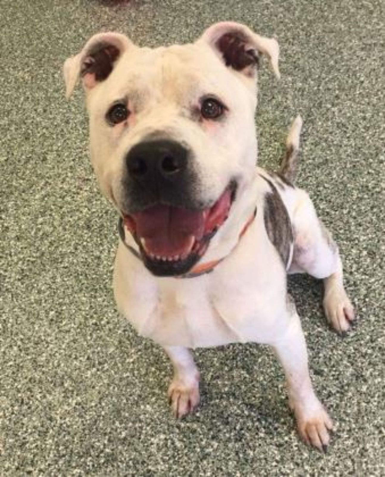 spca pet of the week