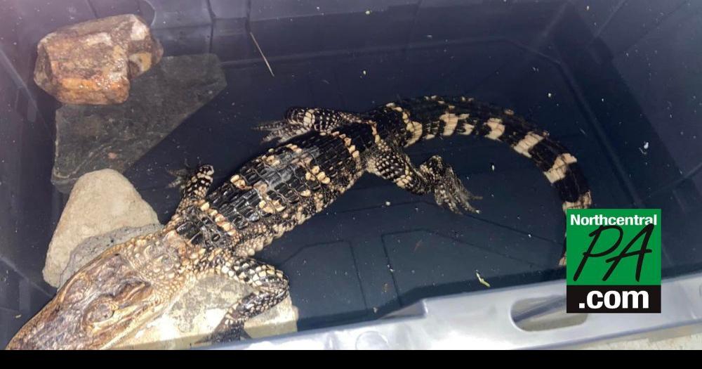 Alligator-like reptile discovered in Pennsylvania park | Trending