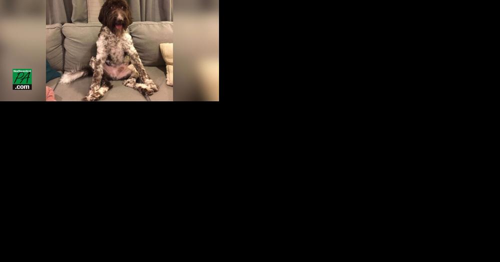 Pennsylvania dog eats $4,000 in cash - Vimarsana News
