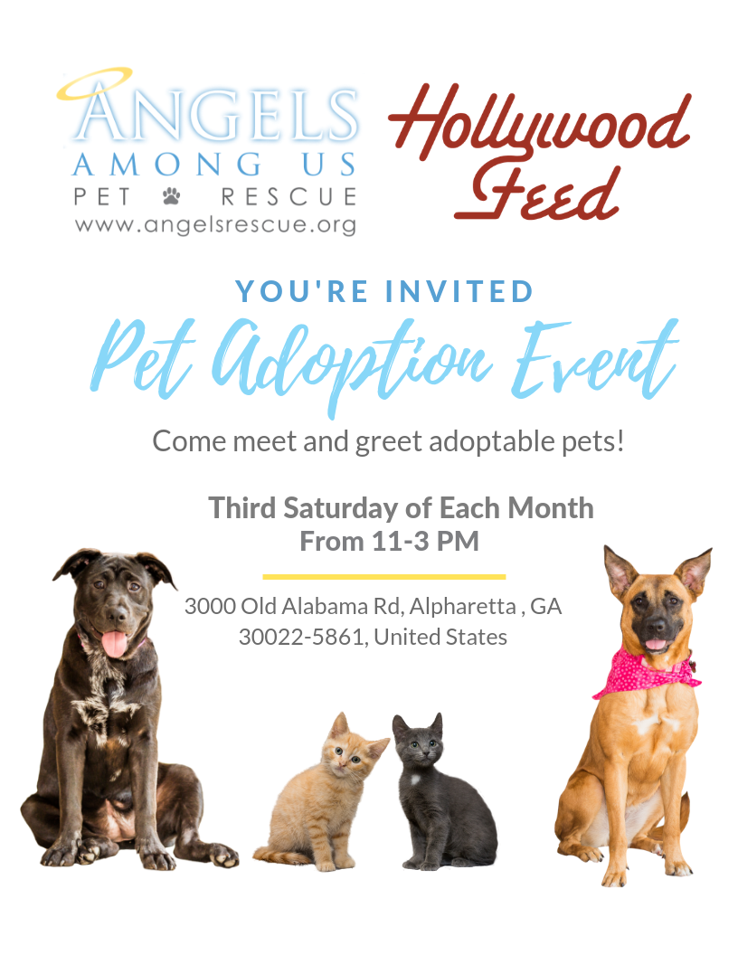 hollywood feed pet adoption