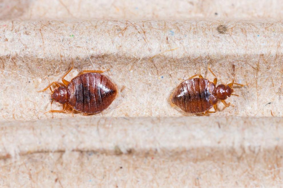 What is the Best Treatment for Bed Bugs? Sponsored