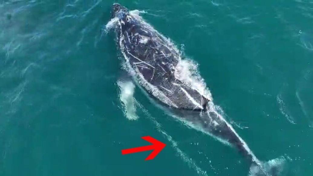 Rescuers desperately trying to find tangled whale off Australian coast
