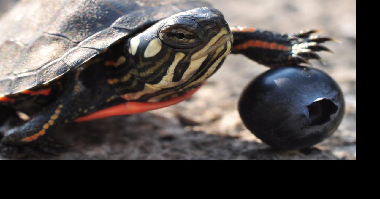 Vermont's Wild Turtles Must Stay Wild, Officials Say | NEK News, Local ...