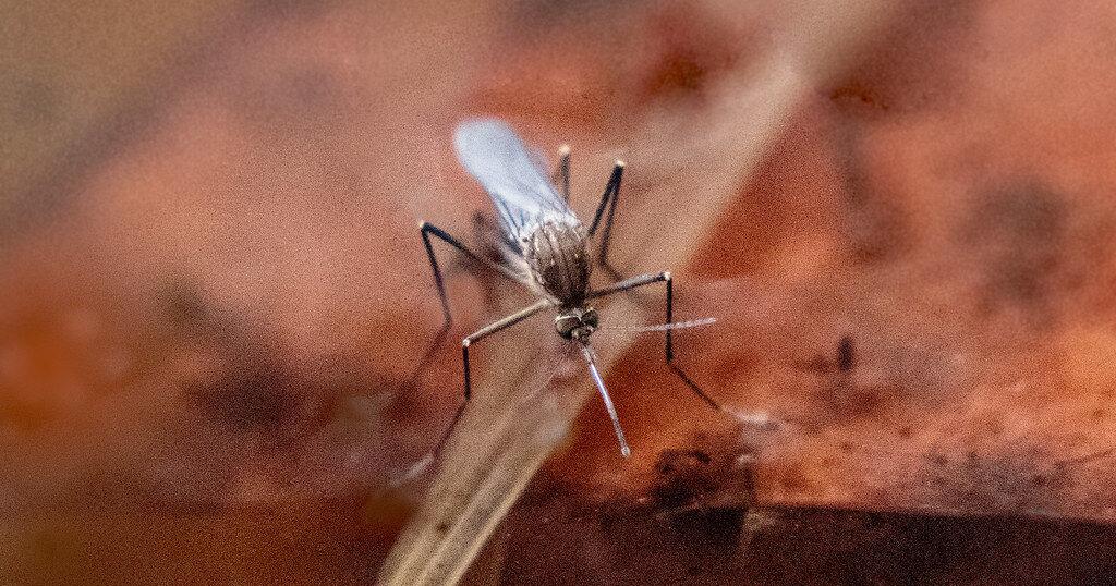 Vermont Department of Health Confirms First Eastern Equine Encephalitis ...
