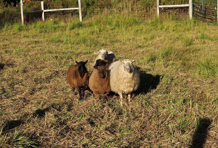 Irasburg's Triple J Pastures: A Slice of Agri-Heaven | News, Features ...