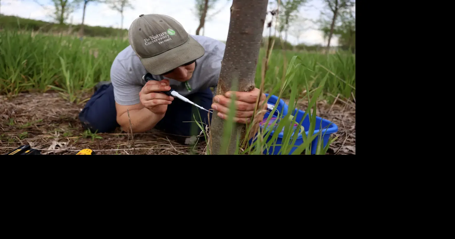 Scientists infect elms with disease to find the survivors