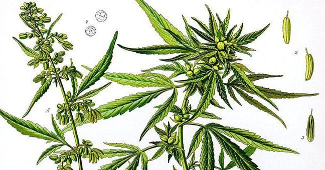 Hemp Fest 2017 in the NEK