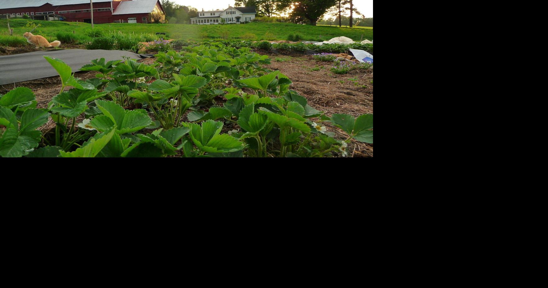 Growing Pains: Farmers in Vermont Face Uncertain Seasons | NEK News ...
