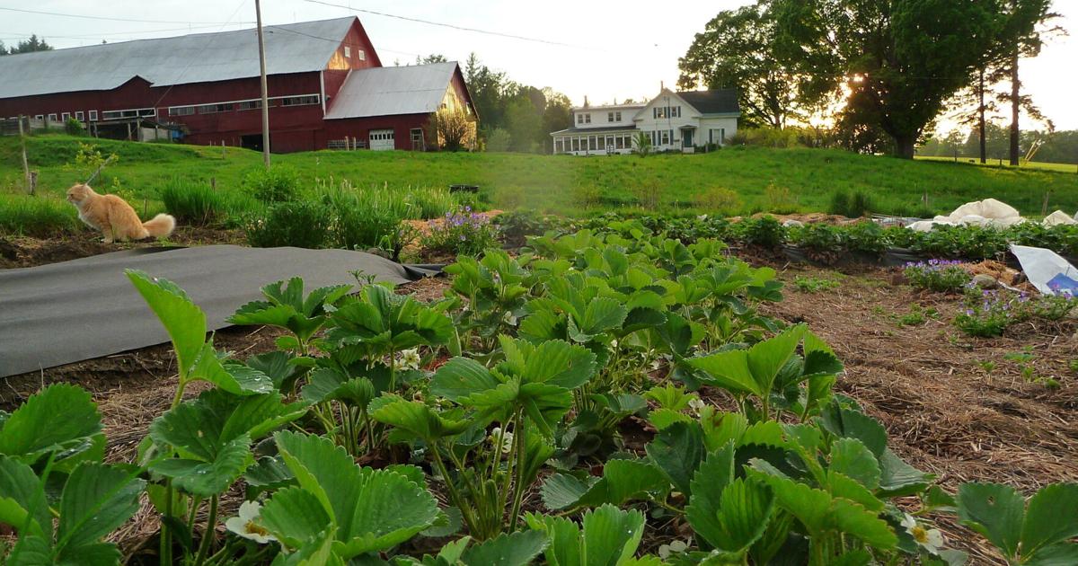Growing Pains: Farmers in Vermont Face Uncertain Seasons | NEK News ...