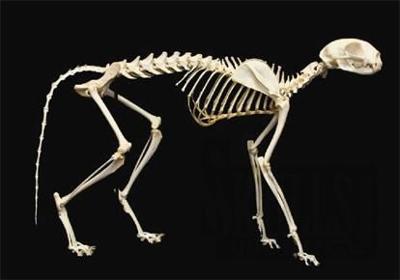 Bones And Armor Columns Northstarmonthly Com