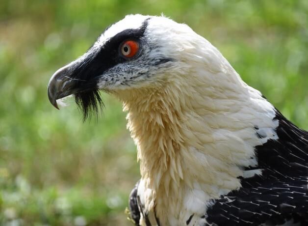 Spooky” Turkey Vultures Deserve Respect