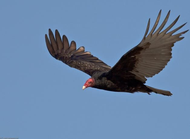 Spooky” Turkey Vultures Deserve Respect