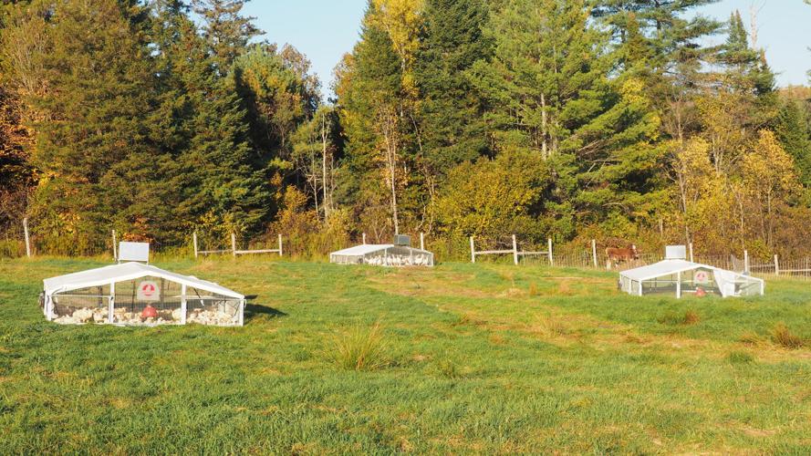 Irasburg's Triple J Pastures: A Slice of Agri-Heaven | News, Features ...