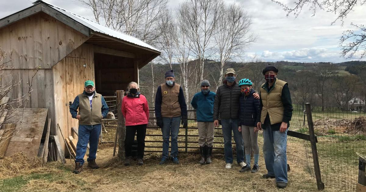 Peacham's David and Marilyn Magnus assemble a crew to help drive their sheep just over a mile from their winter home to fresh spring pasture
