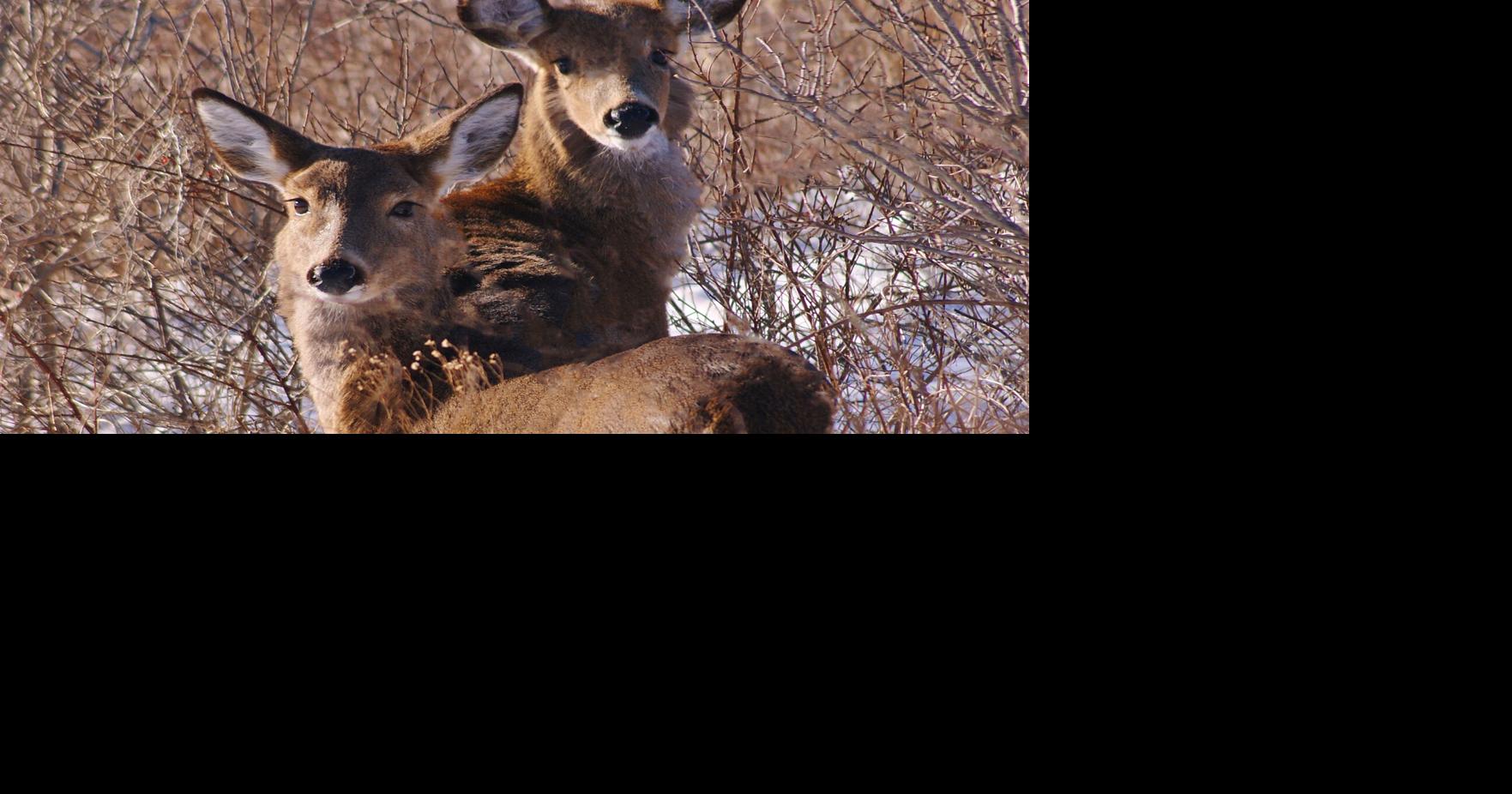 Deer | | northstarmonthly.com