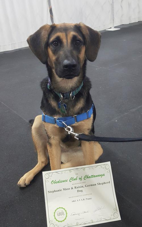 Classes for dogs