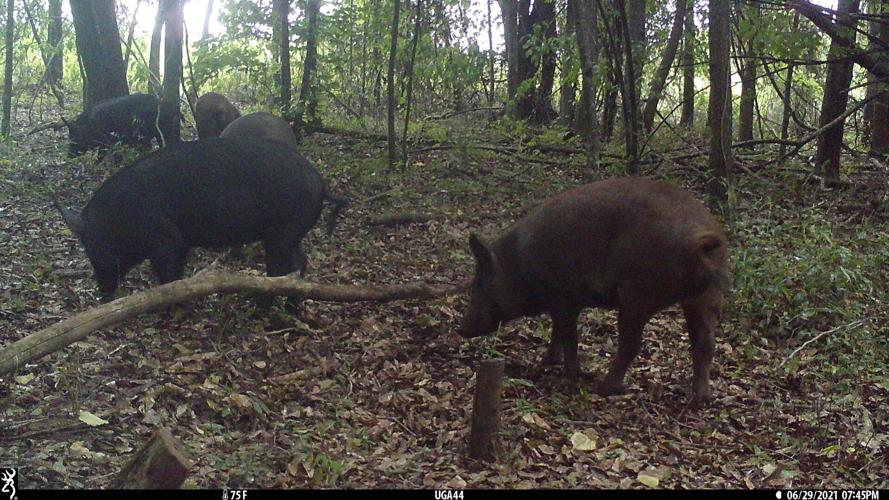 Wild pigs