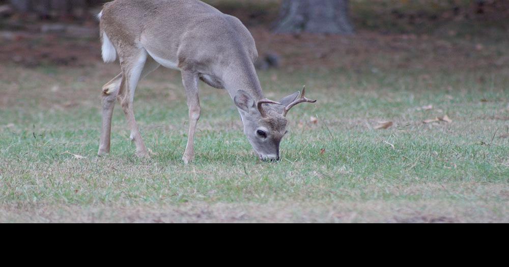 O deer, it’s that time again in Rome | Local News ...