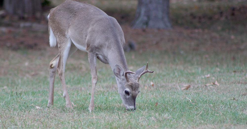 Deer Rome O deer, it’s that time again in Rome | Local News ...
