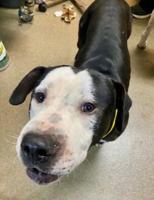 Pets of the week for July 5, 2025