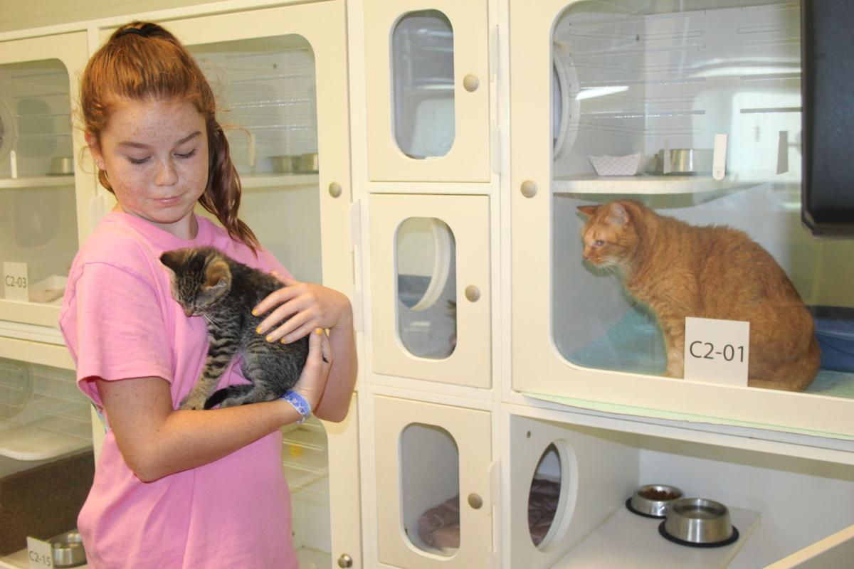 Paws Offering Free Pet Adoptions In Summer Months Of High Activity