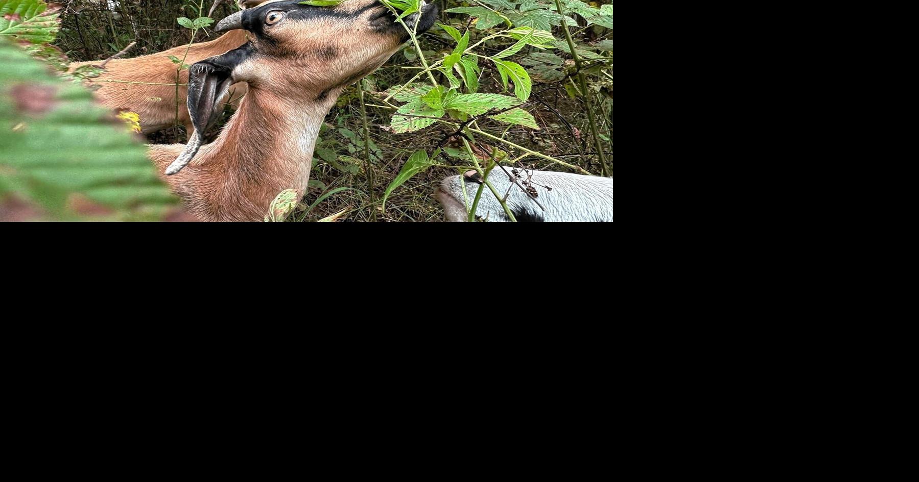 Goats and sheep reclaim Ridley’s forgotten property in Ringgold | News ...